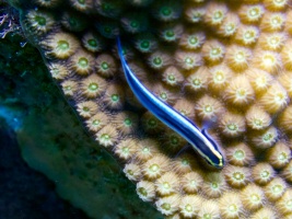 Sharknose Goby IMG 7487